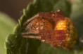 /album/araneidae/araneus-alsine-kriziak-nacervenaly-fe2-m-jpg/